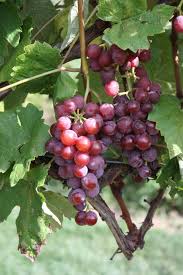 Image showing the Canadice Grapes