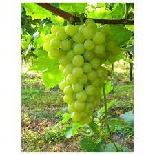 Image showing the Centennial grapes