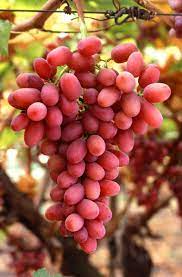 Image showing the Crimson Grapes