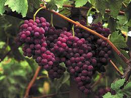 Image showing the Flame Seedless Grapes