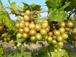 Image showing the Fry Muscadine Grapes