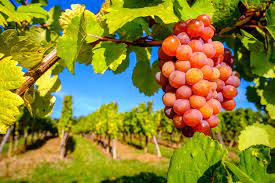 Image showing the Gewürztraminer Grapes