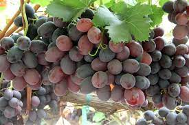 Image showing the Gum Drop Grapes