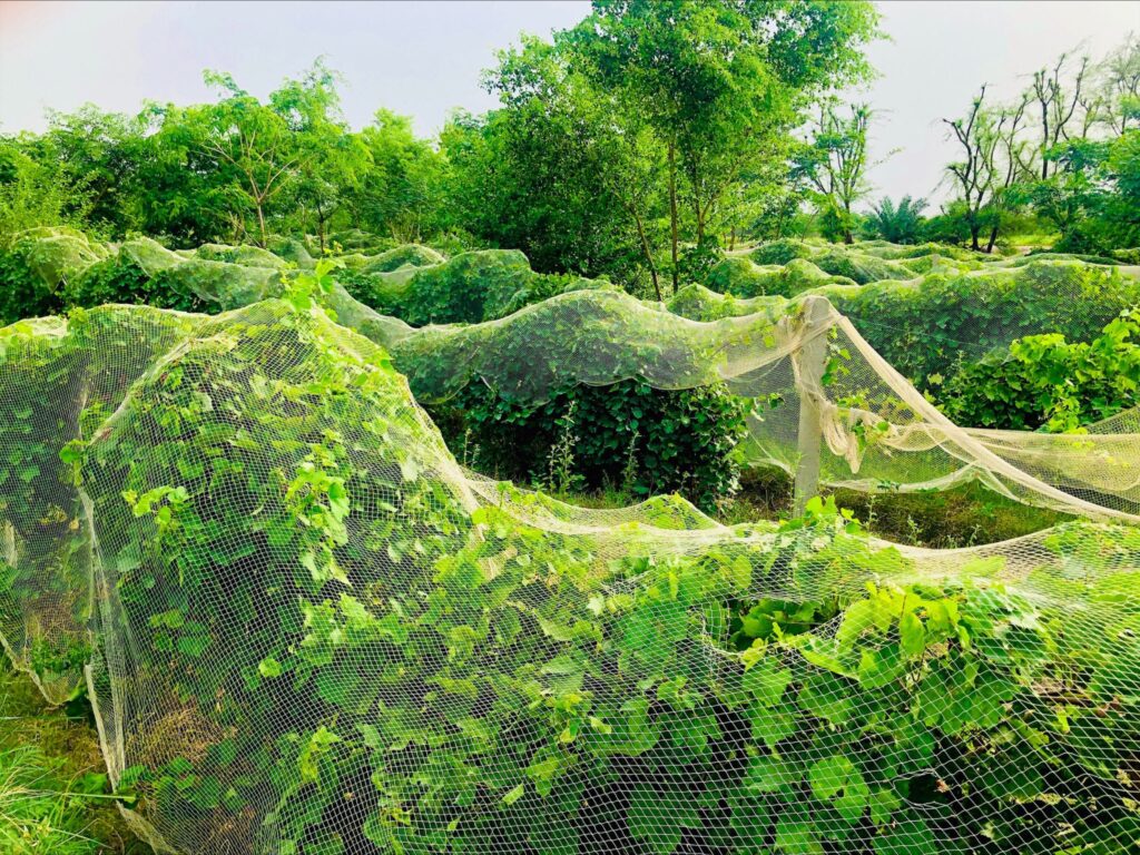 Image showing Farming and Cultivation of Grapes