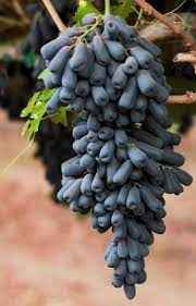 Image showing the Moon Drops Grapes