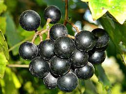 Image showing the Muscadine Grapes