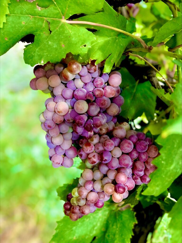 Image of Grapes