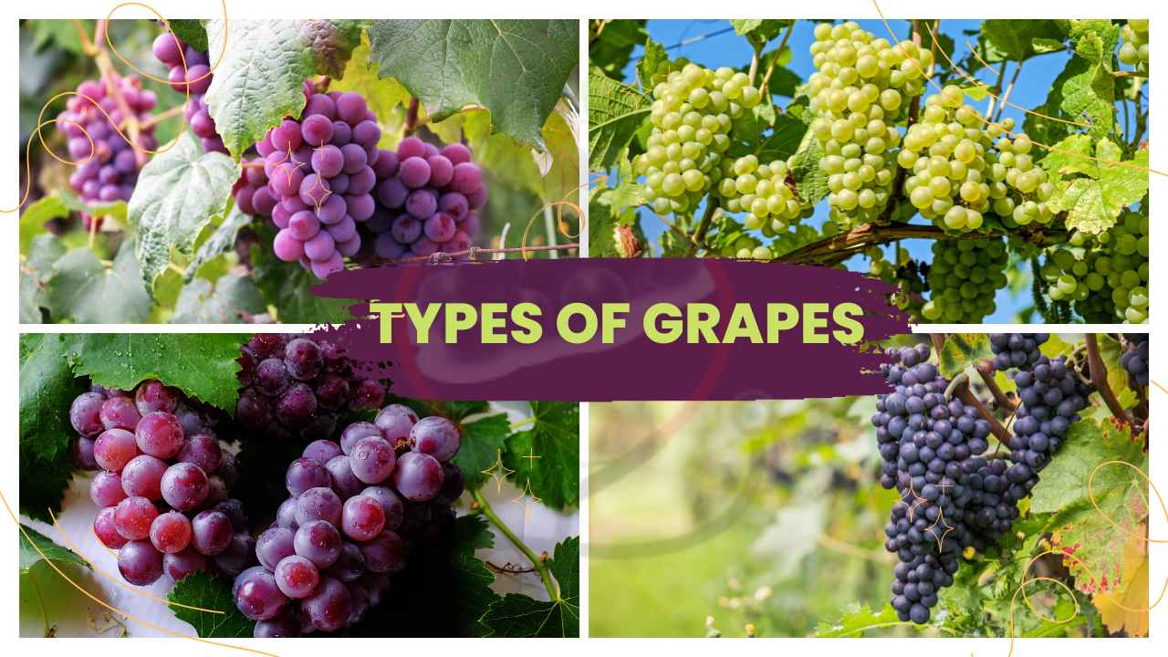 Image showing the Types of Grapes