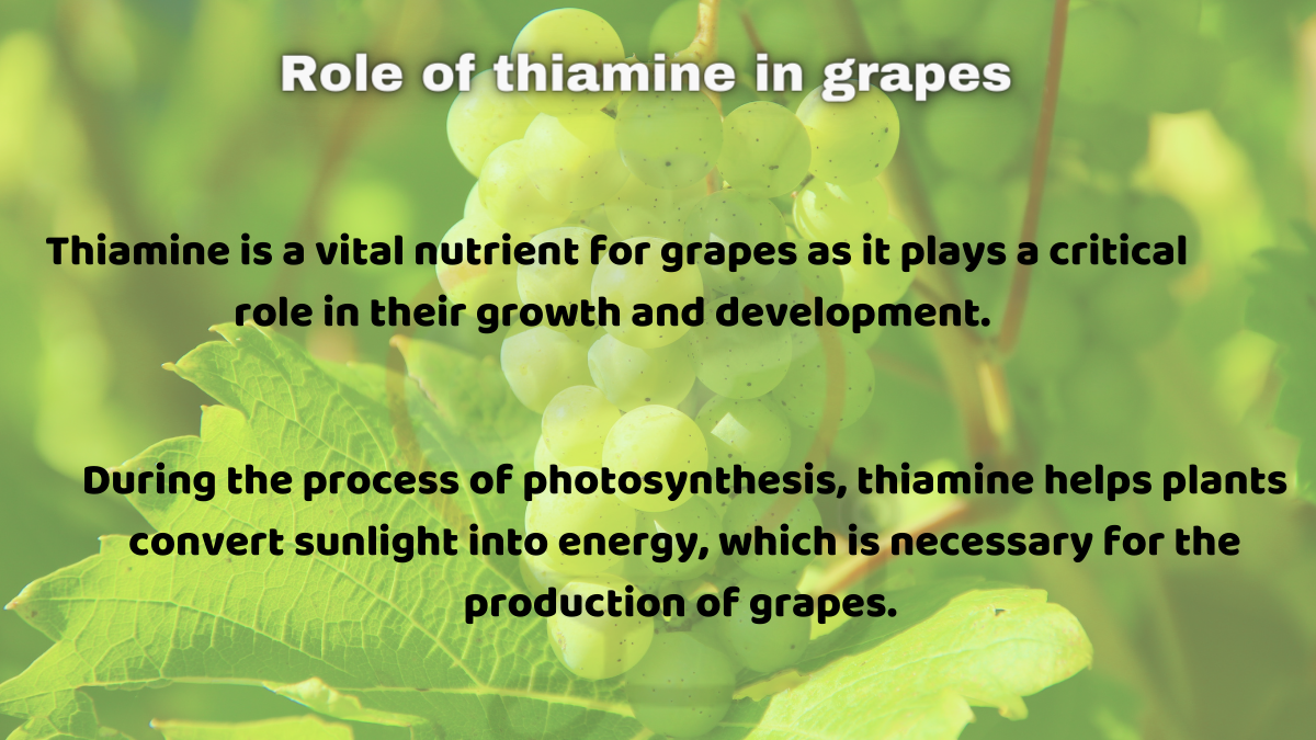 Image showing the Role of thiamine in grapes