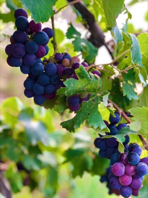 Image showing the Grapes