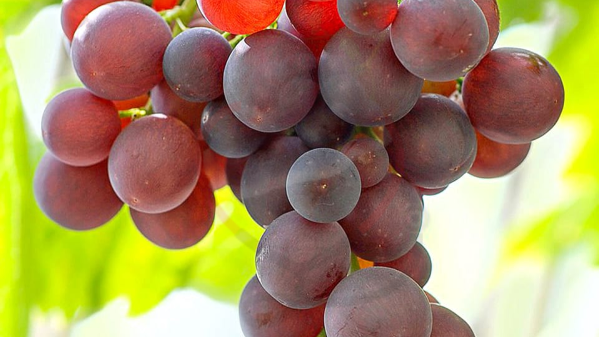 Image showing the Canadice Grapes- Variety of Grapes