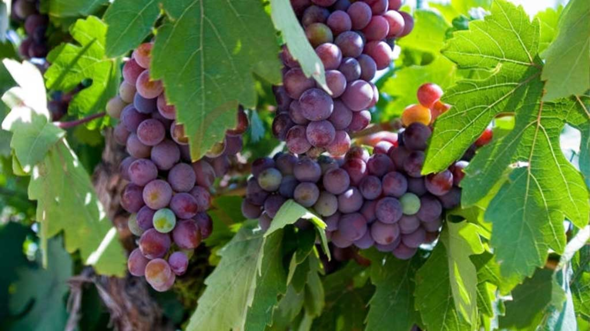 Image showing the Cardinal Grapes-Variety of Grapes