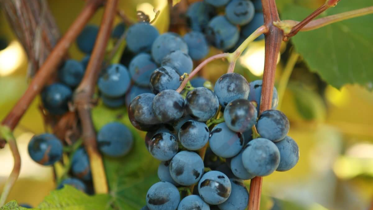 Image showing the concord Grapes-variety of grapes