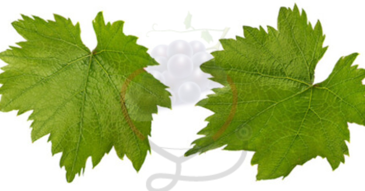 Image showing the Green Grapes leaves