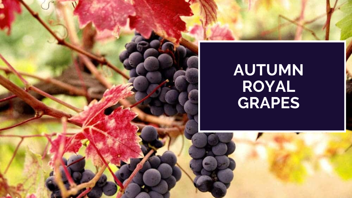 Image showing the Autumn Royal Grapes