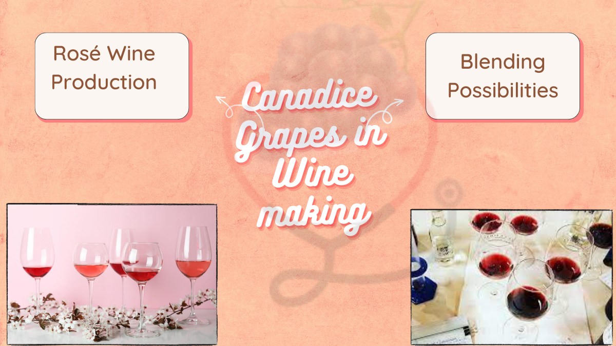 Image showing the Canadice Grapes in Winemaking