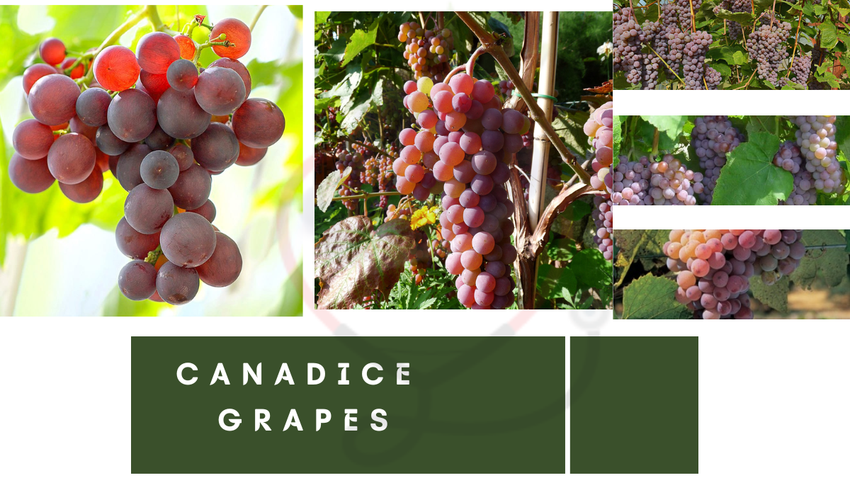 Image showing the Canadice Grapes