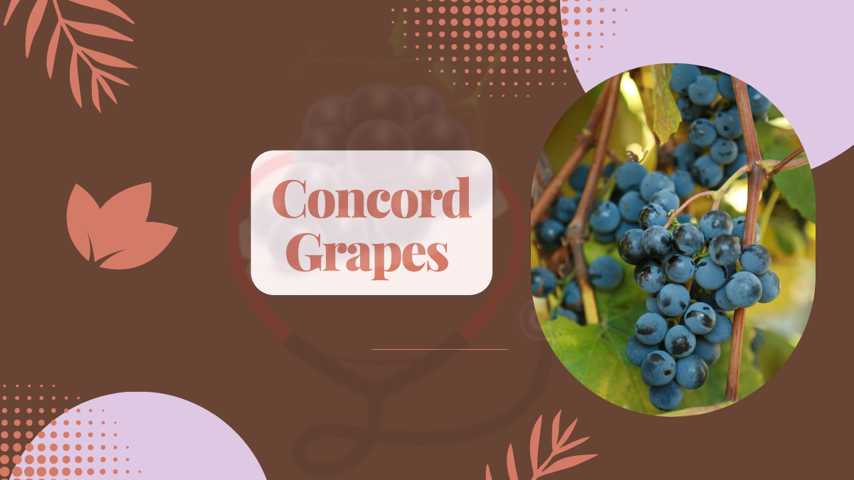 Image showing the Concord Grapes