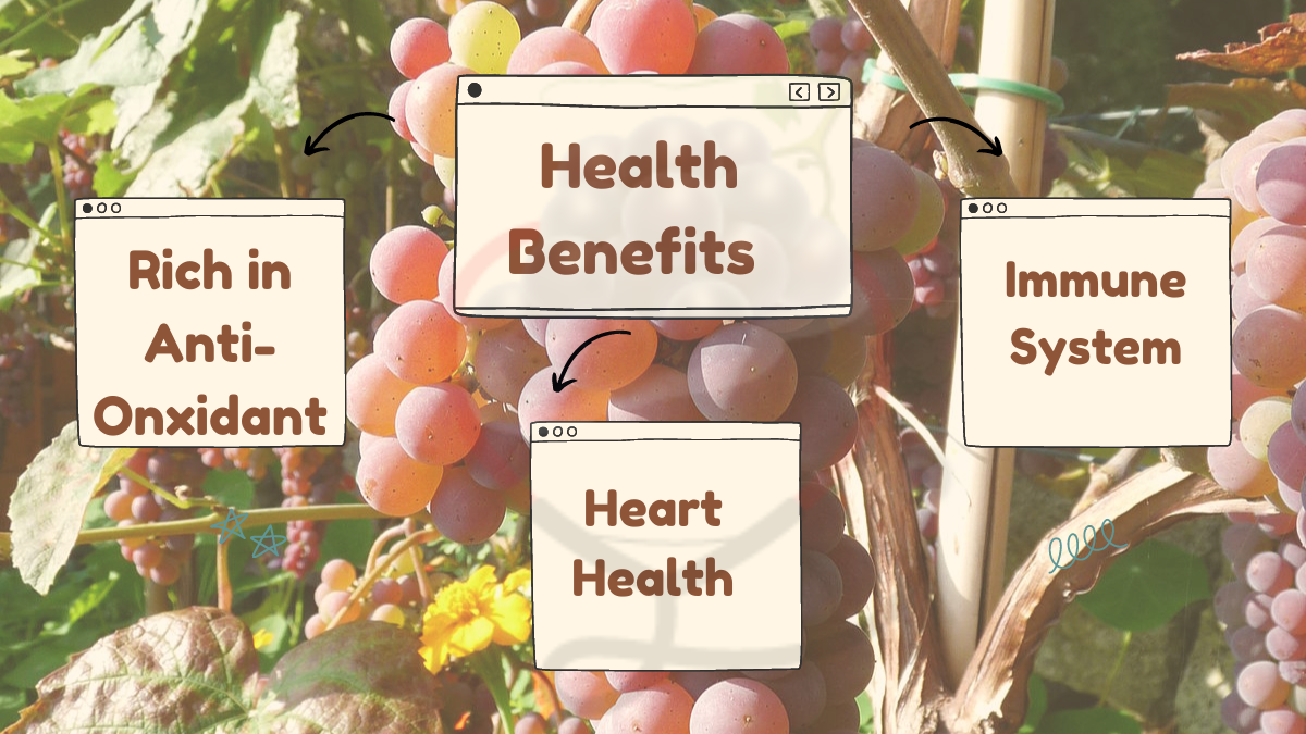 Image showing the Health Benefits of Canadice Grapes