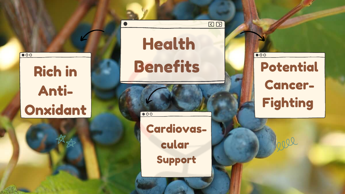 Image showing the Health Benefits of Concord Grapes