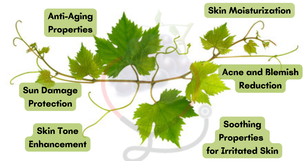 Image showing the Benefits of Green Grapes Leaves for Skin