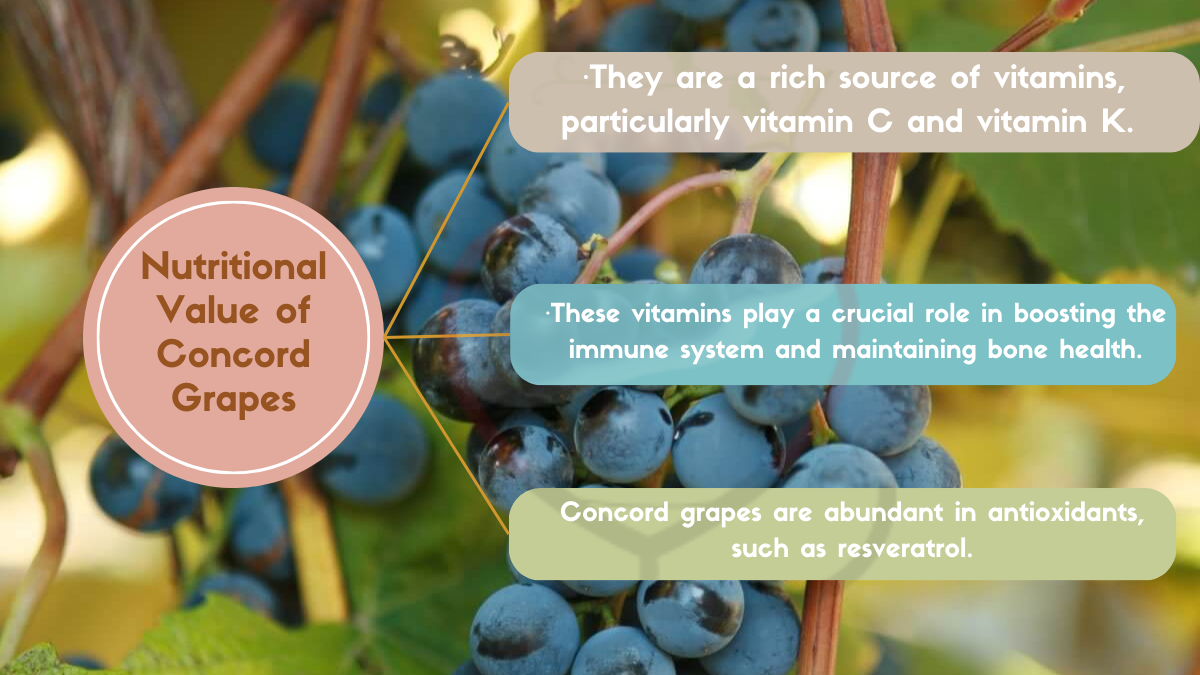 Image showing the Nutritional Value of Concord Grapes