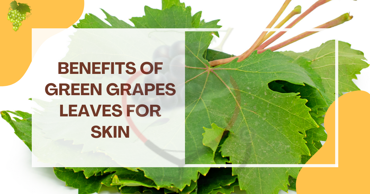 Image showing the benefits of green grapes leaves for skin