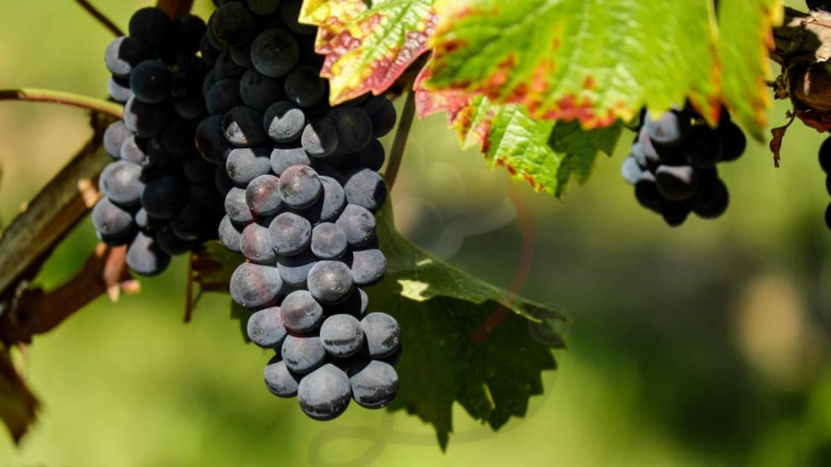 Image showing the Autumn Royal grapes