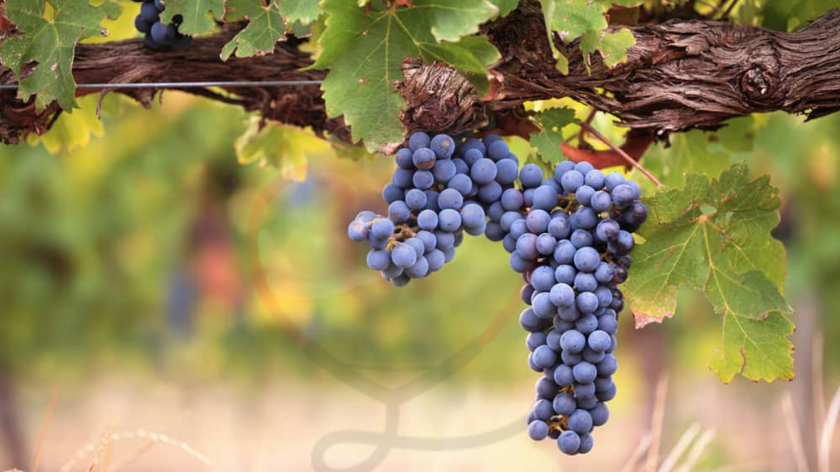 Image showing the Black Corinth grapes