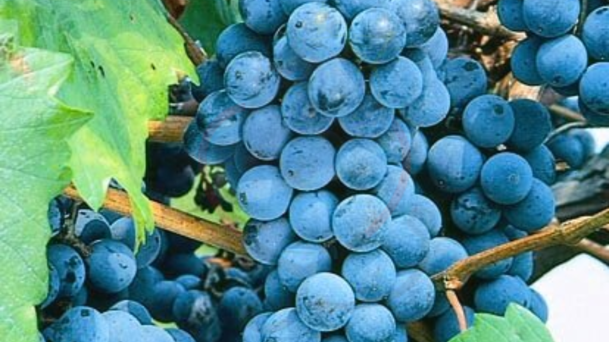 Image showing the Black Monukka grapes