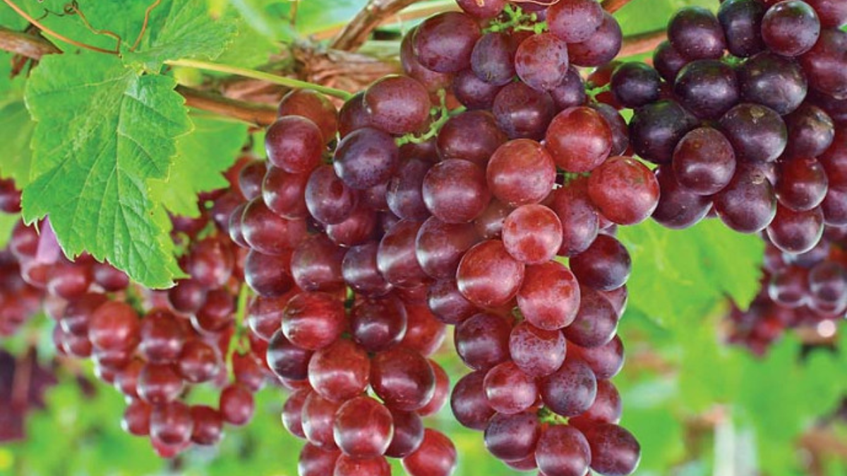 Image showing the Catawba grapes 