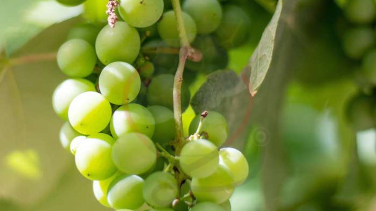 Image showing the Centennial grapes-A type of Grapes