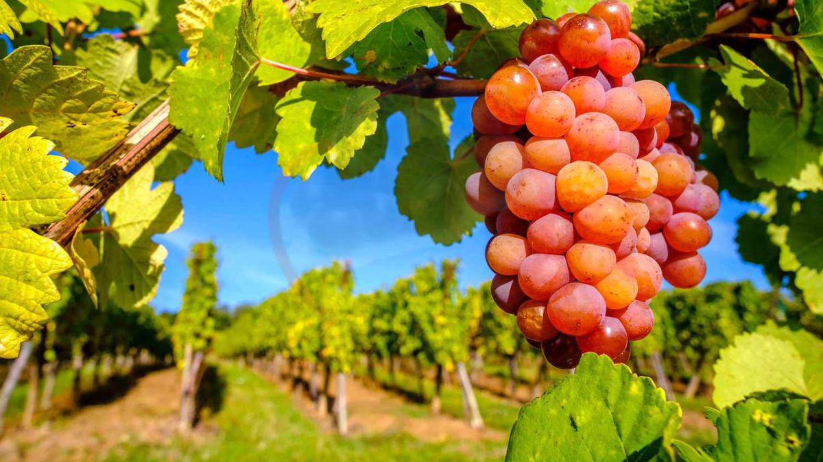 Image showing the Gewürztraminer grapes- A type of grapes