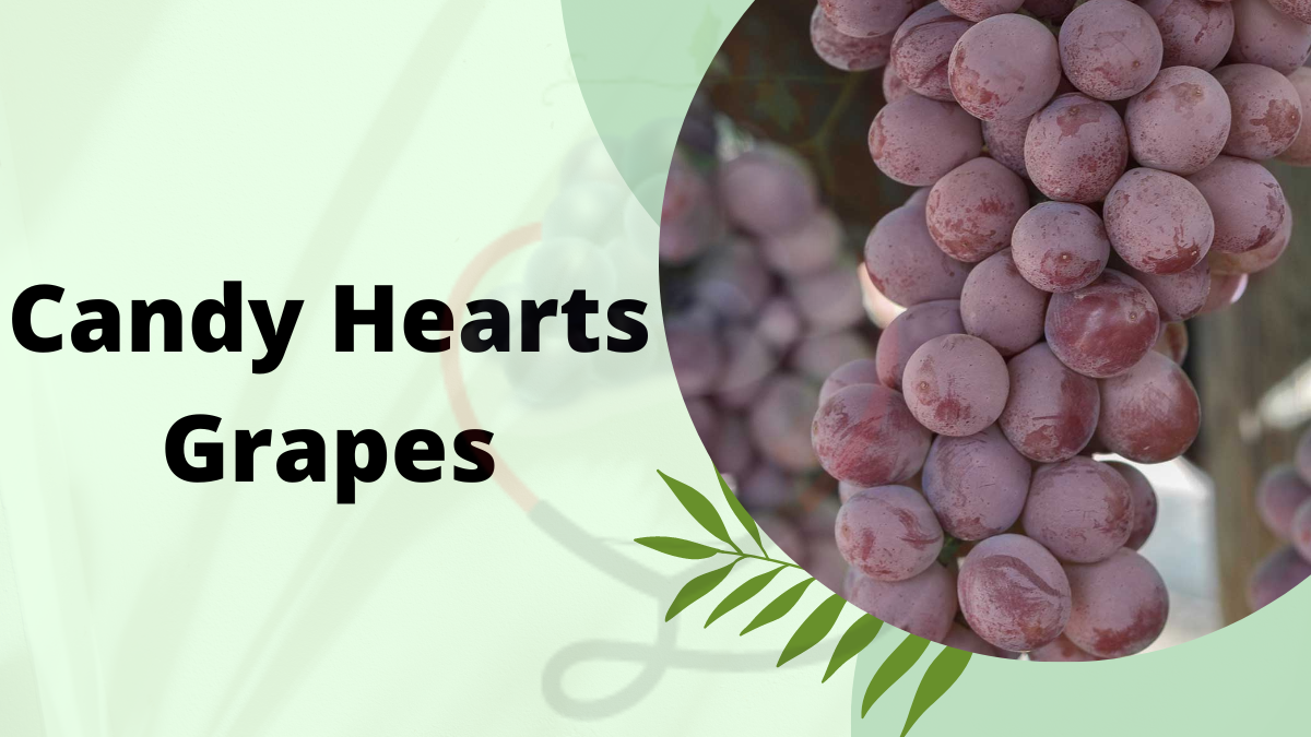 Image showing the Candy Hearts Grapes