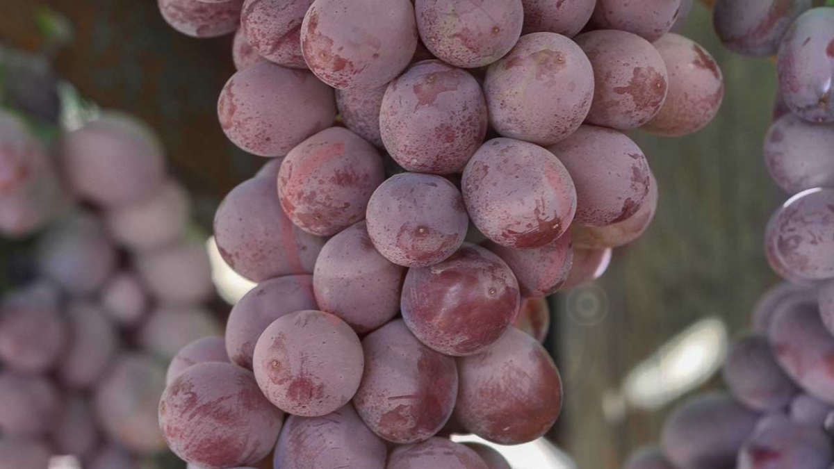 Image showing the Candy Hearts Grapes