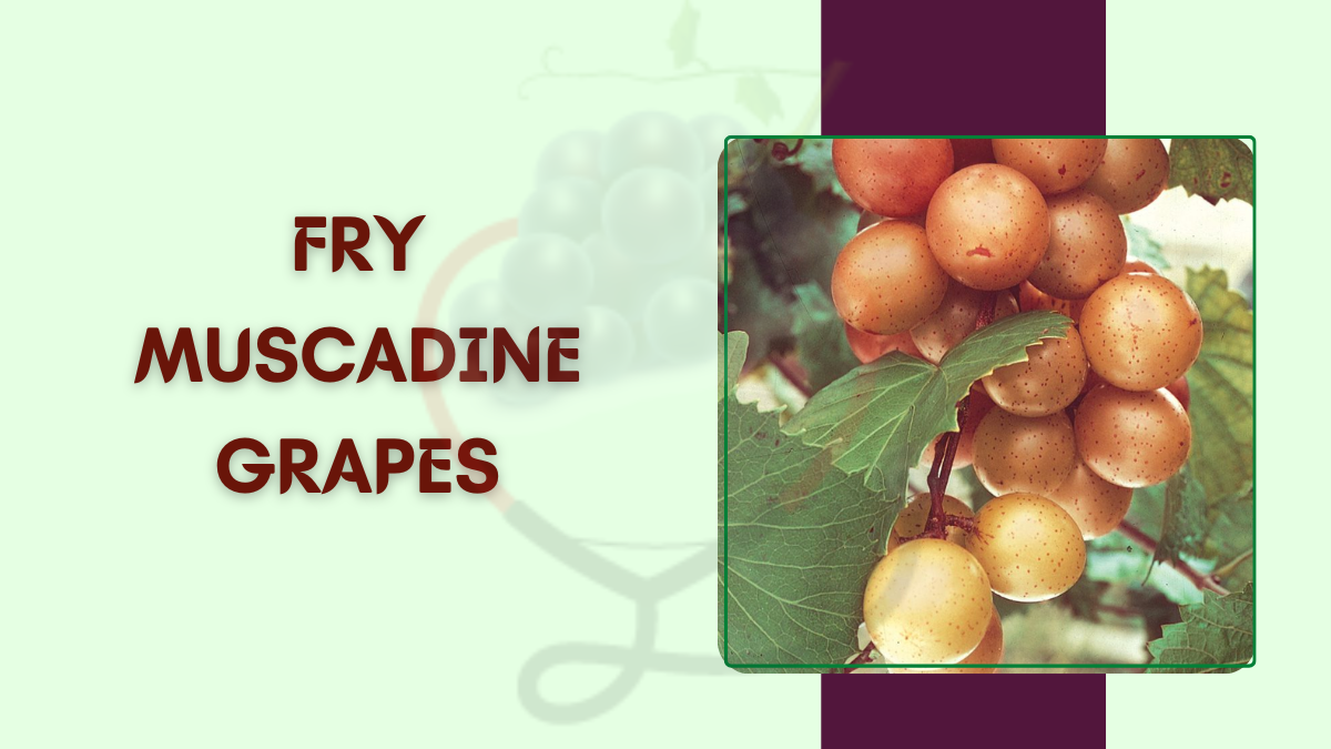 Image showing the Fry Muscadine Grapes