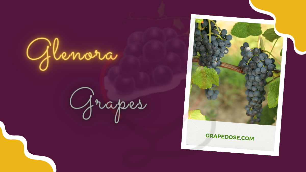 Image showing the Glenora Grapes