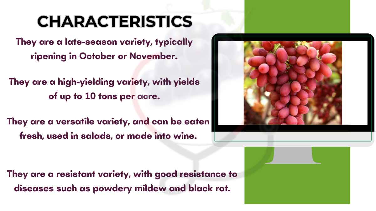 Image showing the Characteristics of Crimson grapes