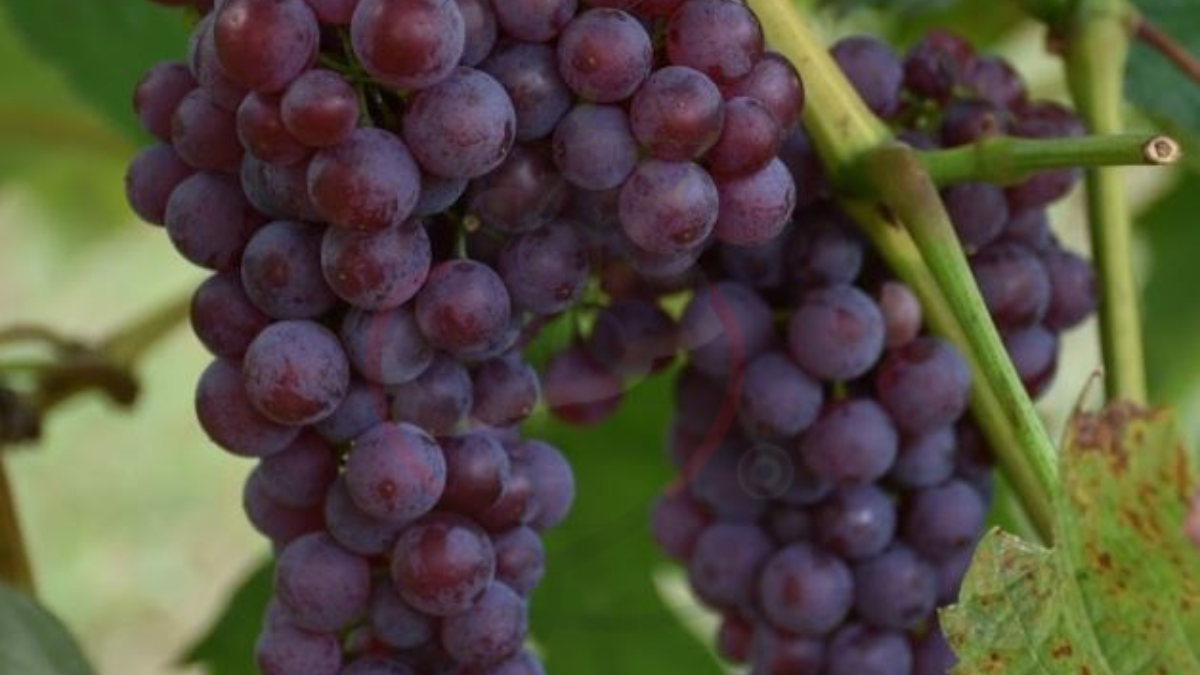 Image showing the Table grapes