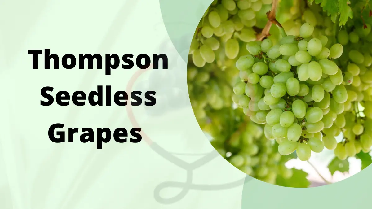 Image showing Thompson Seedless grapes- a type of grapes