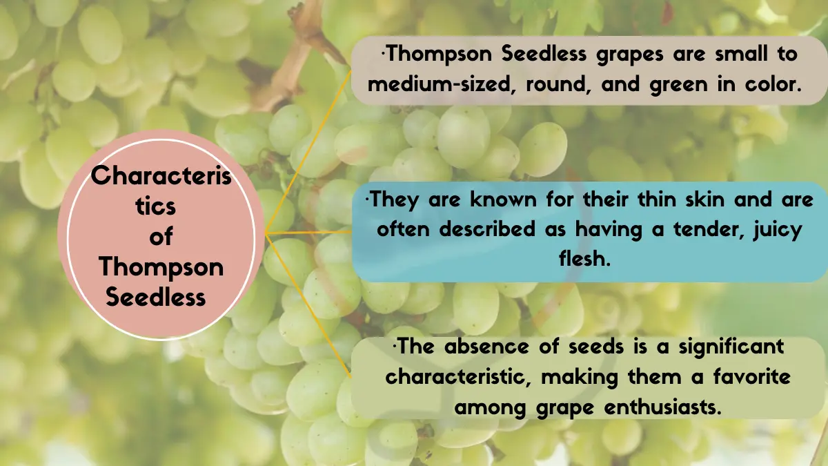 Image showing Characteristics of Thompson Seedless Grapes