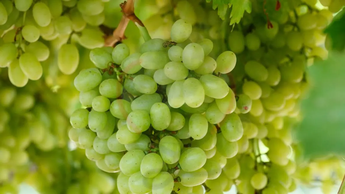 Image showing Thompson Seedless grapes