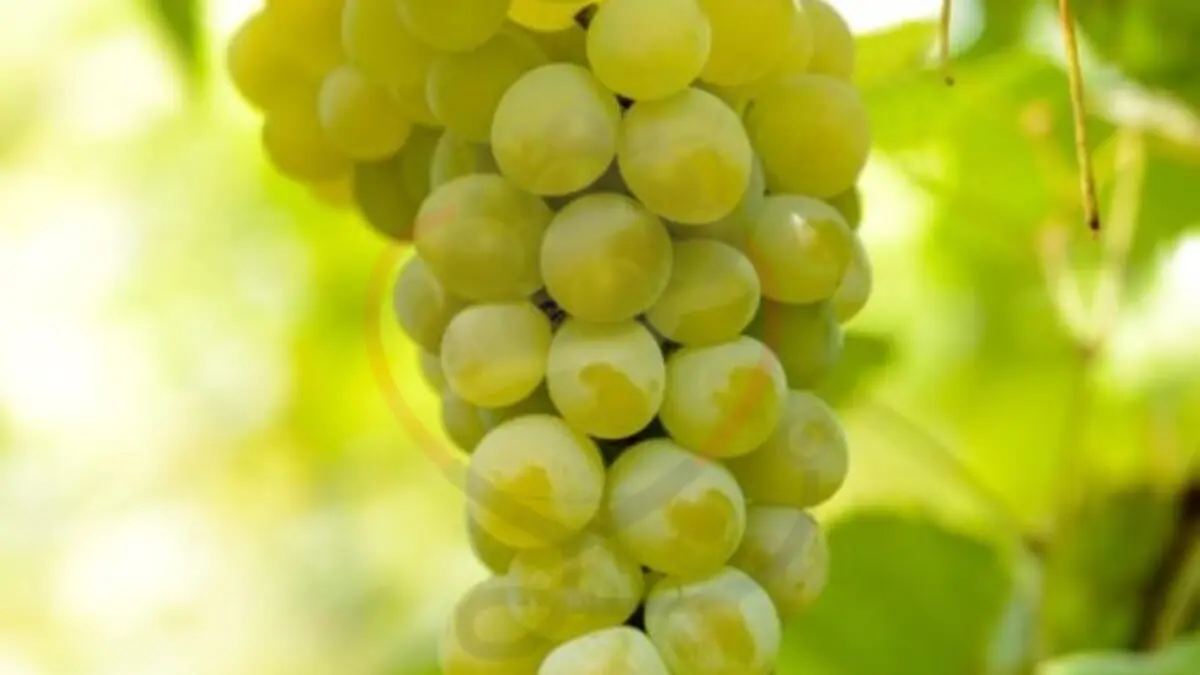 Image showing the Sultana Grapes