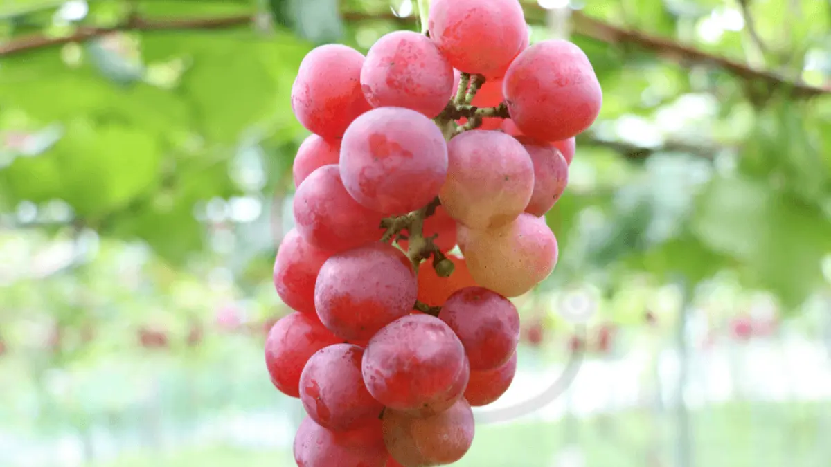 Image showing Ruby Roman grapes