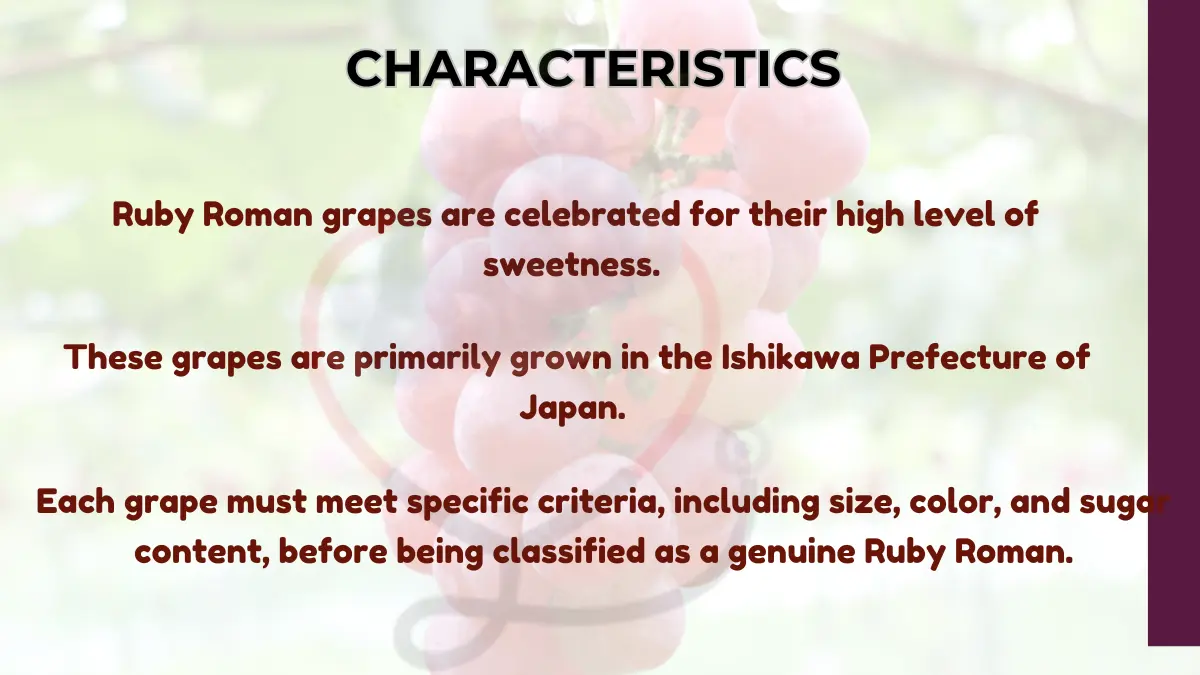 Image showing Characteristics of Ruby Roman Grapes