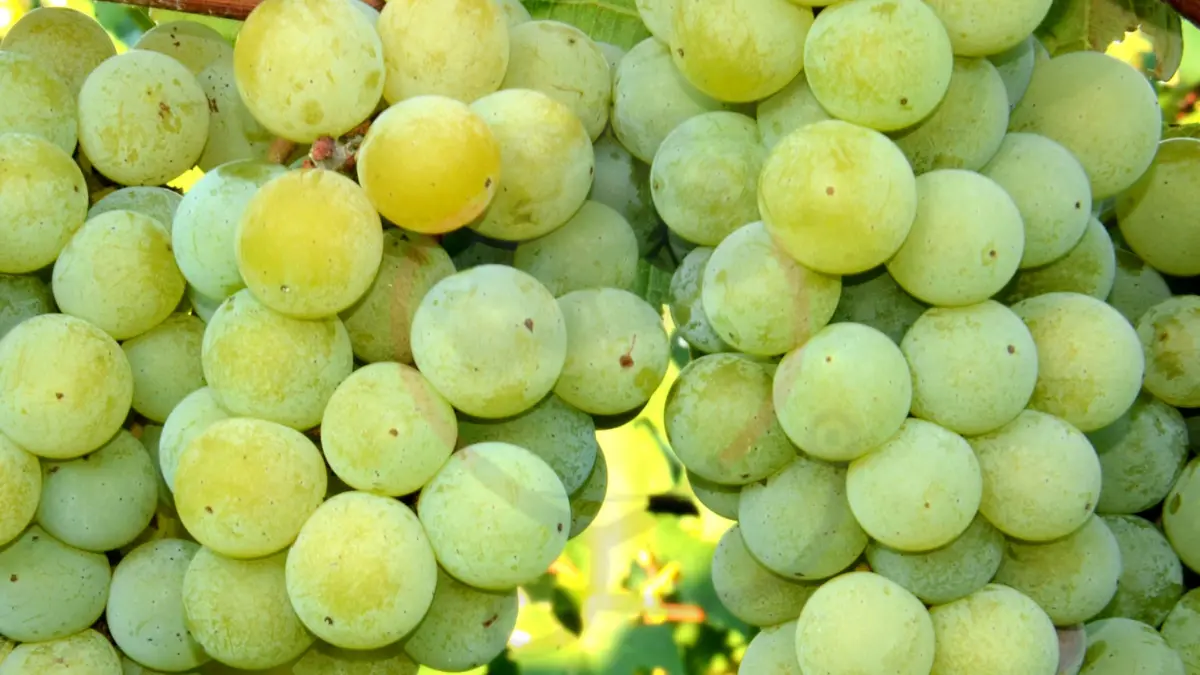 Image showing Niagara grapes