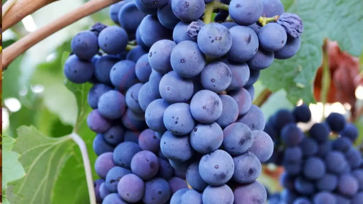 Image showing Valiant grapes