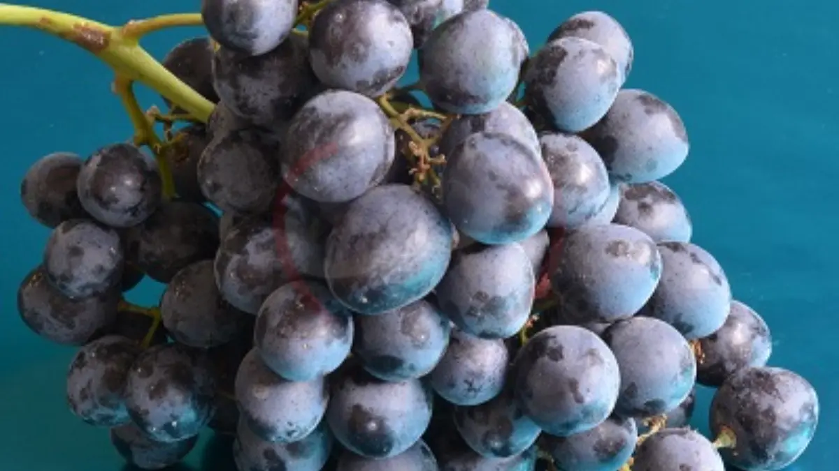 Image showing Sable Grape