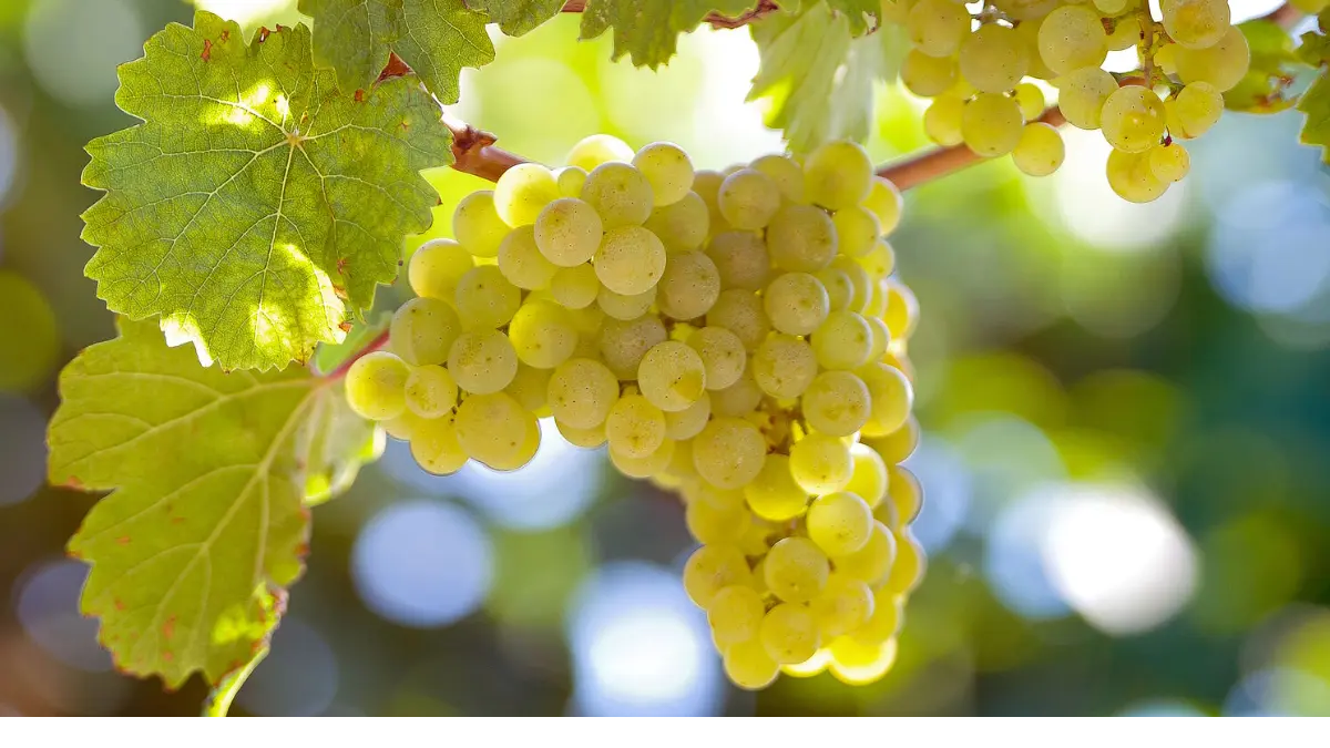 Image showing Riesling Grapes