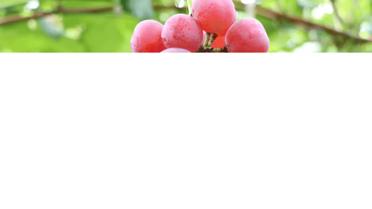 Image sowing Ruby Roman Grapes